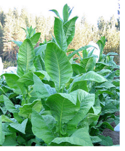 Green Brior | The Online Tobacco Seed Store