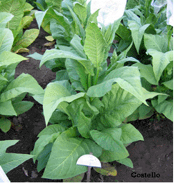Costello tobacco plants