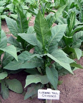 Lizard Tail Orinoco tobacco plants