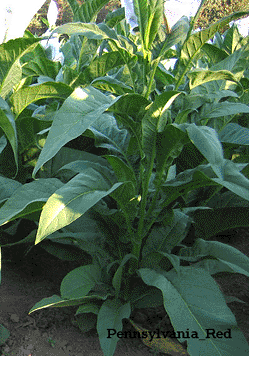Pennsylvania Red tobacco plants