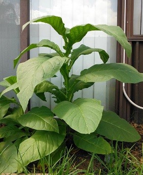 Silk Leaf tobacco plants