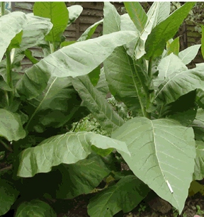 Virginian Gold tobacco plants