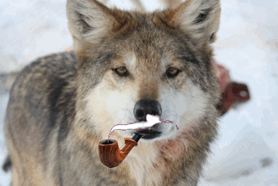 Wolf smoking pipe