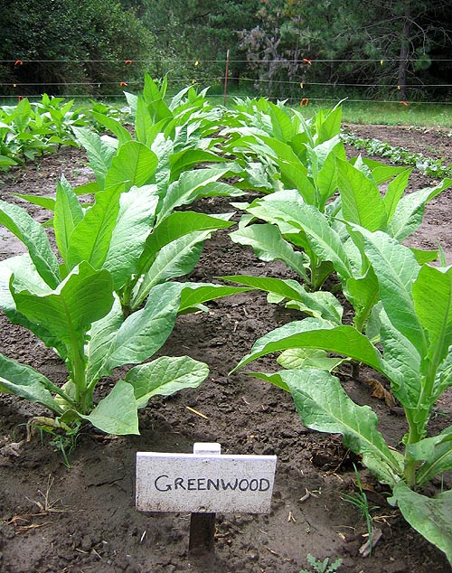 Greenwood tobacco plants