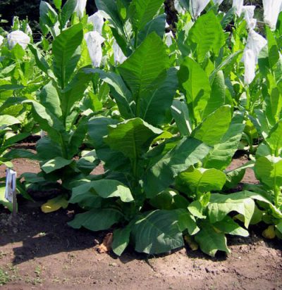 Nostrano del Brenta tobacco plants