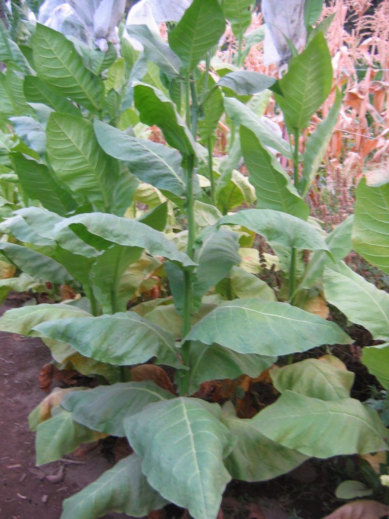 Piloto Cubano tobacco plants