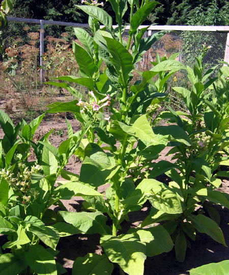 Virginian Gold #3 tobacco plants